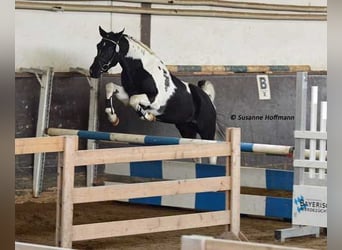 Arabian Partbred, Stallion, Foal (05/2025), 15,1 hh, Tobiano-all-colors