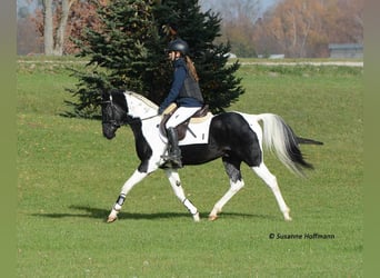 Arabian Partbred, Stallion, Foal (05/2025), 15,1 hh, Tobiano-all-colors