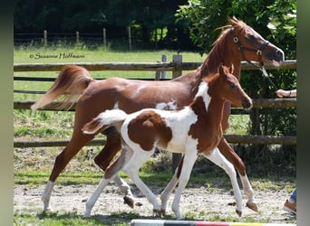 Arabian Partbred, Stallion, Foal (05/2025), 15,1 hh, Tobiano-all-colors