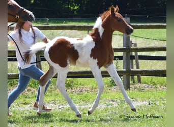 Arabian Partbred, Stallion, Foal (05/2025), 15,1 hh, Tobiano-all-colors