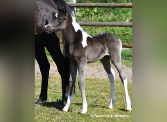 Arabian Partbred, Stallion, Foal (03/2026), 15,1 hh, Tobiano-all-colors