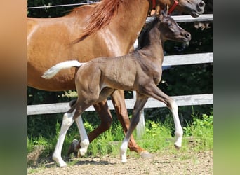 Arabian Partbred, Stallion, Foal (06/2025), 15,2 hh, Tobiano-all-colors
