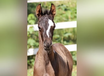 Arabian Partbred, Stallion, Foal (06/2025), 15,2 hh, Tobiano-all-colors