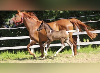 Arabian Partbred, Stallion, , 15,2 hh, Tobiano-all-colors