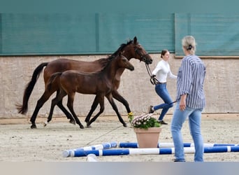 Arabisches Partbred, Hengst, Fohlen (04/2024), 16 hh, Brauner