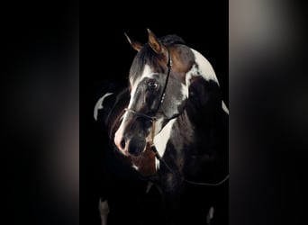 Arabian Partbred, Stallion, 16 years, 14,2 hh, Overo-all-colors