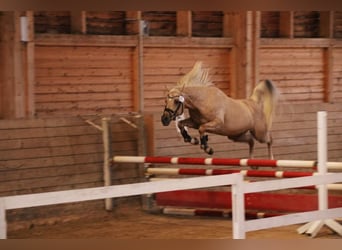 Arabian Partbred, Stallion, 8 years, 15 hh, Palomino