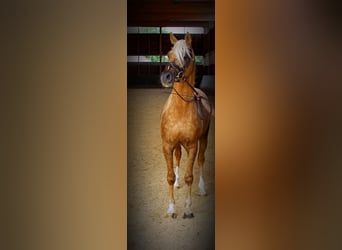 Arabian Partbred, Stallion, 8 years, 15 hh, Palomino