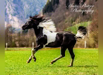 Arabian Partbred, Stallion, 3 years, 14.2 hh, Pinto