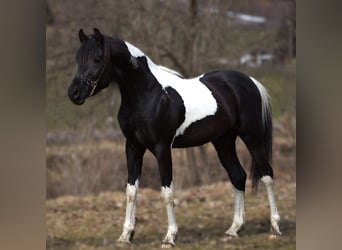 Arabian Partbred, Stallion, 3 years, 14,2 hh, Pinto