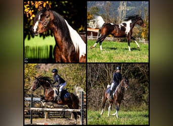 Arabian Partbred, Stallion, 6 years, 15 hh, Pinto