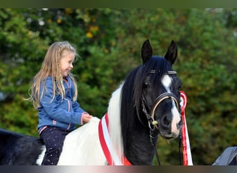 Arabian Partbred, Stallion, 14 years, 15 hh, Tobiano-all-colors