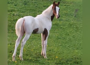 Arabier-pinto, Hengst, 1 Jaar, 160 cm, Gevlekt-paard