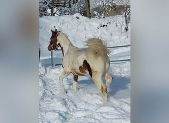 Arabier-pinto, Hengst, 1 Jaar, 160 cm, Gevlekt-paard