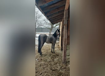 Arabier-pinto, Hengst, 3 Jaar, Schimmel