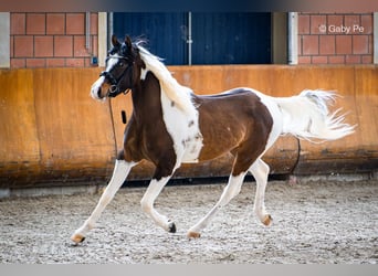 Arabier-pinto, Hengst, 3 Jaar, 160 cm, Tobiano-alle-kleuren