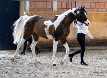 Arabier-pinto, Hengst, 3 Jaar, 160 cm, Tobiano-alle-kleuren