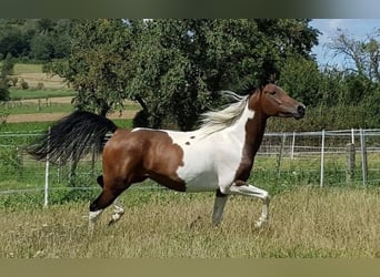 Arabier-pinto, Merrie, 12 Jaar, 146 cm, Gevlekt-paard