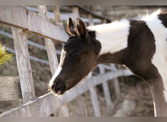 Arabier-pinto, Merrie, Veulen (03/2026), 156 cm, Tobiano-alle-kleuren