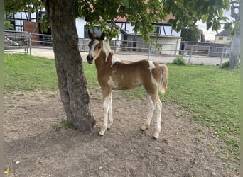 Arabier-pinto, Merrie, Veulen (07/2026), Gevlekt-paard