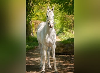 Arabier-pinto Mix, Ruin, 4 Jaar, 143 cm, Rood schimmel