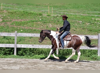 Arabier-pinto, Ruin, 4 Jaar, 156 cm, Gevlekt-paard