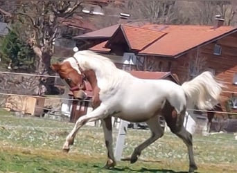 Arábigo pinto, Semental, 1 año, 160 cm, Pío