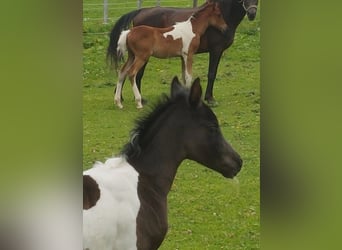 Arábigo pinto, Yegua, Potro (07/2026), 158 cm, Pío