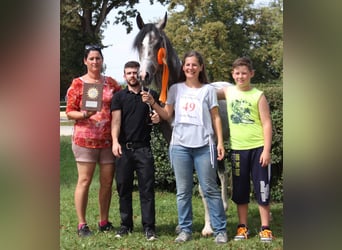 Arabisch Partbred, Hengst, 10 Jaar, 155 cm, Schimmel