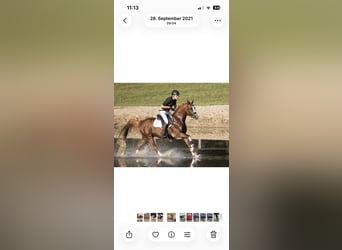 Arabisch Partbred, Hengst, 10 Jaar, 158 cm, Vos