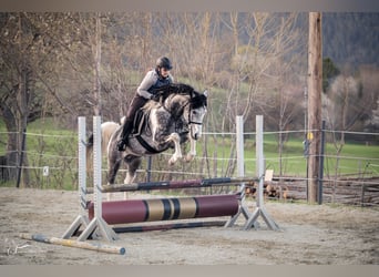 Arabisch Partbred, Hengst, 11 Jaar, 155 cm, Schimmel