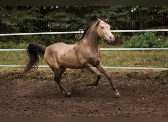 Arabisch Partbred, Hengst, 16 Jaar, 148 cm, Champagne