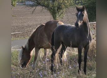 Arabisch Partbred, Hengst, 1 Jaar, 150 cm, Schimmel