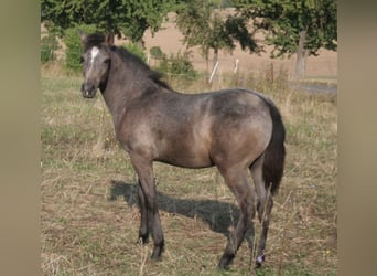 Arabisch Partbred, Hengst, 1 Jaar, 150 cm, Schimmel