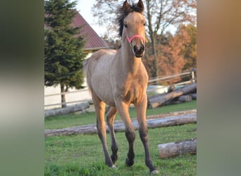 Arabisch Partbred, Hengst, 1 Jaar, 152 cm, Falbe