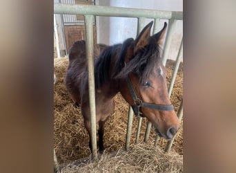 Arabisch Partbred Mix, Hengst, 1 Jaar, 155 cm, Bruin