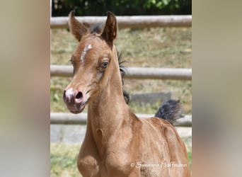 Arabisch Partbred, Hengst, 1 Jaar, 155 cm, Champagne