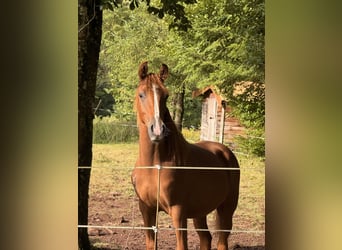 Arabisch Partbred, Hengst, 1 Jaar, 155 cm, Donkere-vos