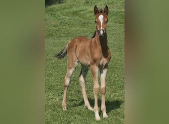 Arabisch Partbred, Hengst, 1 Jaar, 156 cm, Bruin