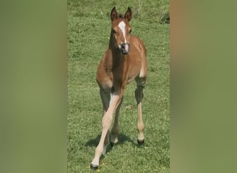Arabisch Partbred, Hengst, 1 Jaar, 156 cm, Bruin