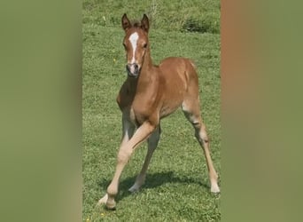 Arabisch Partbred, Hengst, 1 Jaar, 156 cm, Bruin
