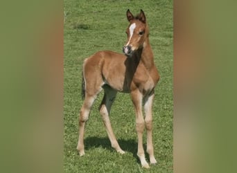 Arabisch Partbred, Hengst, 1 Jaar, 156 cm, Bruin