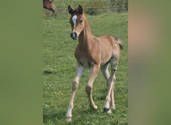 Arabisch Partbred, Hengst, 1 Jaar, 156 cm, Bruin