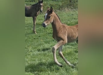 Arabisch Partbred, Hengst, 1 Jaar, 156 cm, Bruin
