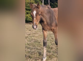Arabisch Partbred, Hengst, 1 Jaar, 156 cm, Bruin