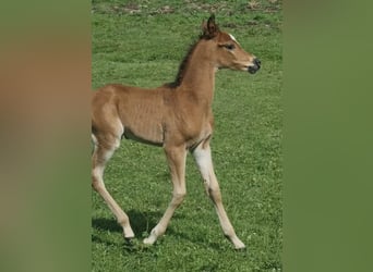 Arabisch Partbred, Hengst, 1 Jaar, 156 cm, Bruin