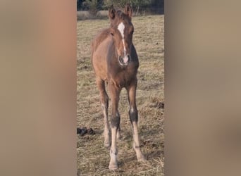 Arabisch Partbred, Hengst, 1 Jaar, 156 cm, Bruin
