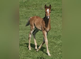 Arabisch Partbred, Hengst, 1 Jaar, 156 cm, Bruin