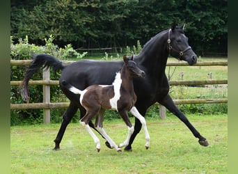 Arabisch Partbred, Hengst, 1 Jaar, 156 cm, Tobiano-alle-kleuren