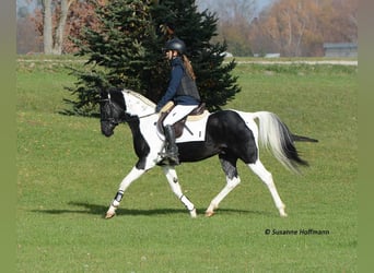 Arabisch Partbred, Hengst, 1 Jaar, 156 cm, Tobiano-alle-kleuren